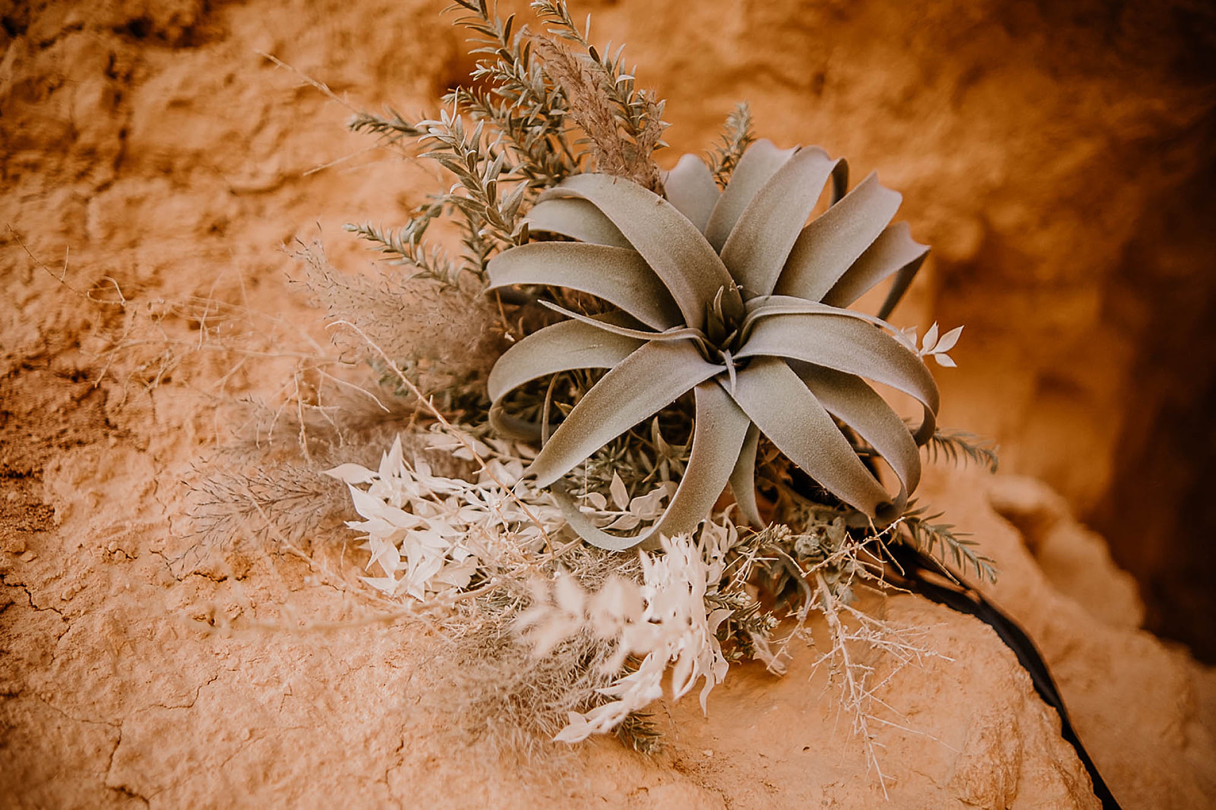 a plant at Bryce Canyon